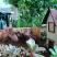 Guest House Igalo, alloggi privati a Igalo, Montenegro - Dvoriste / Yard