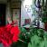 Guest House Igalo, alloggi privati a Igalo, Montenegro - Dvoriste / Yard